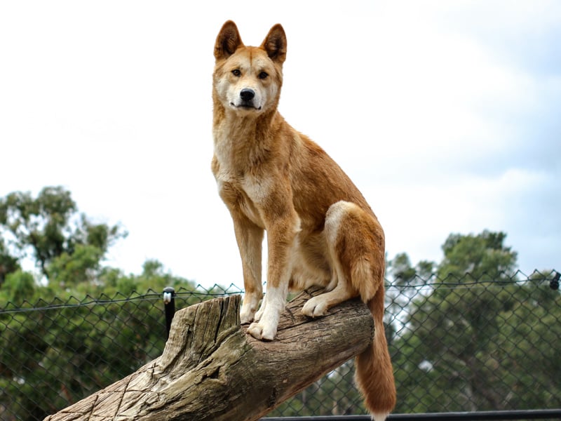 Comprehensive report tackles ecological decline in Victoria 