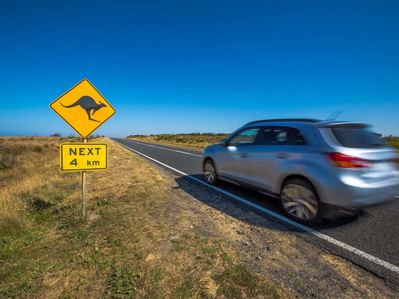 Wildlife roadstrike inquiry underway