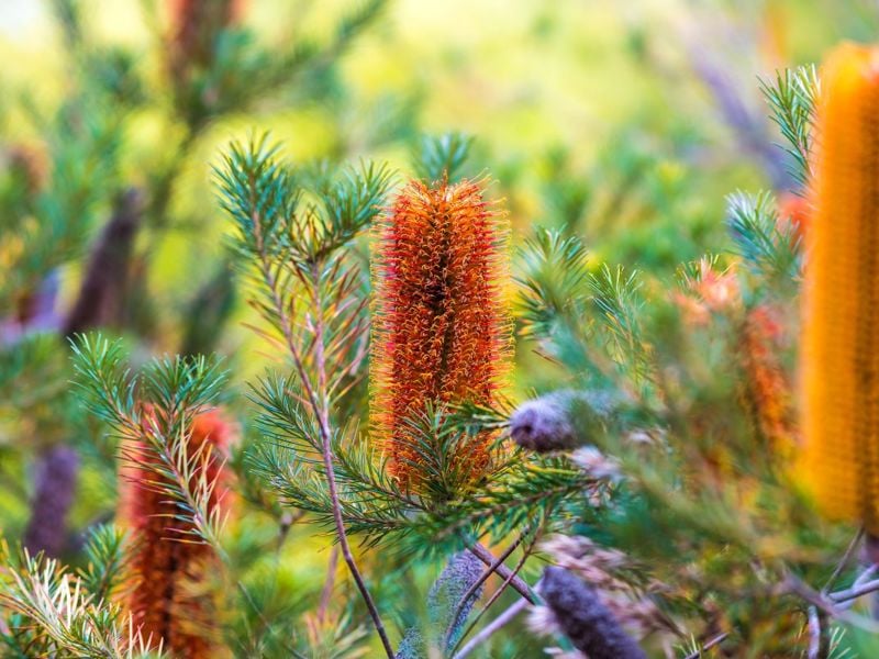 Experts say biodiversity critical to Victoria’s future