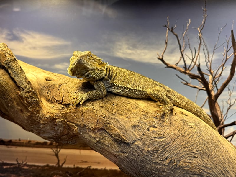 Rare, threatened and just plain weird: Science Week at Parliament