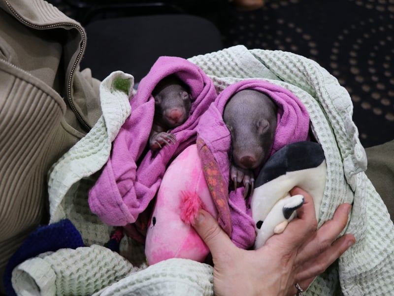 Rescued animals highlight the cost of roadstrike