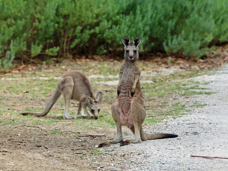 Call to give more support to wildlife rescuers 